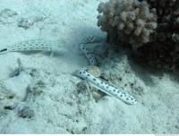 Spotted Snake Eel Ophichthidae 1